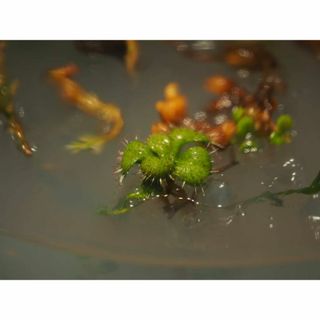 食虫植物 Drosera magna 外植体導入株 無菌フラスコ苗(その他)