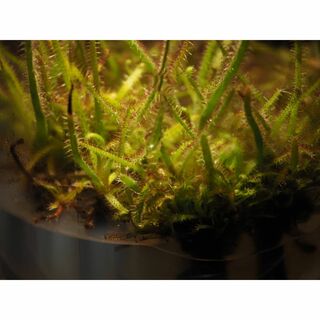 食虫植物 Drosera graminifolia CZP 無菌播種株 無菌苗(その他)