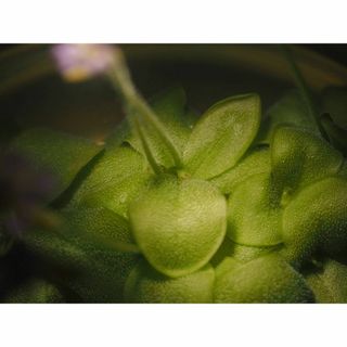 食虫植物 Pinguicula lilacina 無菌播種株 無菌フラスコ苗(その他)