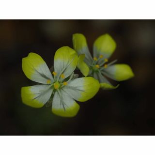 食虫植物 Drosera citrina 外植体導入株 無菌フラスコ苗(その他)