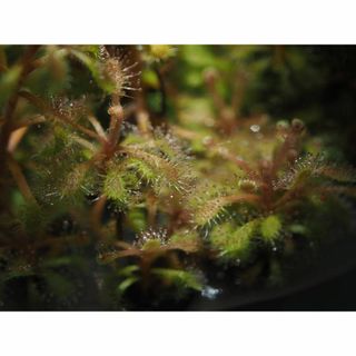 食虫植物 Drosera grantsaui BCP 外植体導入 無菌フラスコ苗(その他)