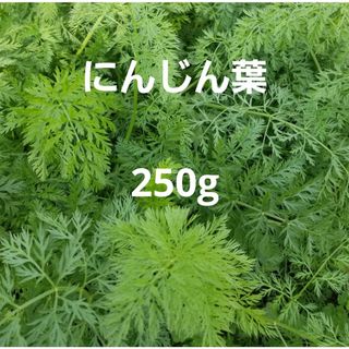 ⑥ にんじんの葉っぱ　人参葉　人参の葉っぱ250g　小動物　うさぎ　えさ(ペットフード)