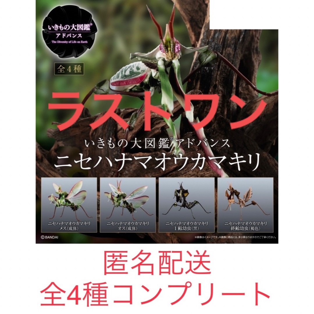 BANDAI(バンダイ)のガチャ　いきもの大図鑑　ニセハナマオウカマキリ　全4種コンプリートセット エンタメ/ホビーのフィギュア(その他)の商品写真