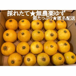 高知県産無農薬文旦20kg 2L〜3Lサイズ混合の通販 by okoy's shop｜ラクマ