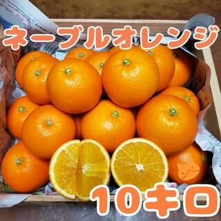 ネーブルオレンジ 10㌔(フルーツ)