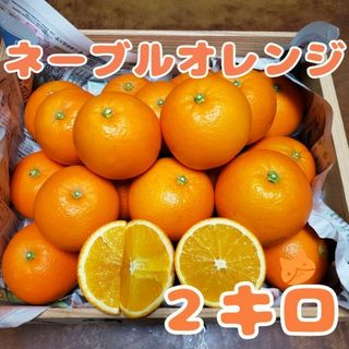 ネーブルオレンジ 2㌔(フルーツ)