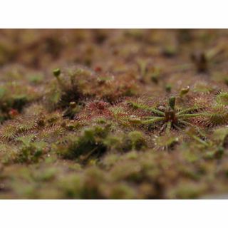 食虫植物 Drosera burkeana ヨハネスブルグ産の種子 20粒(その他)