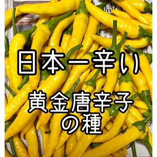 日本一辛い！ 黄金唐辛子の種 40粒(野菜)
