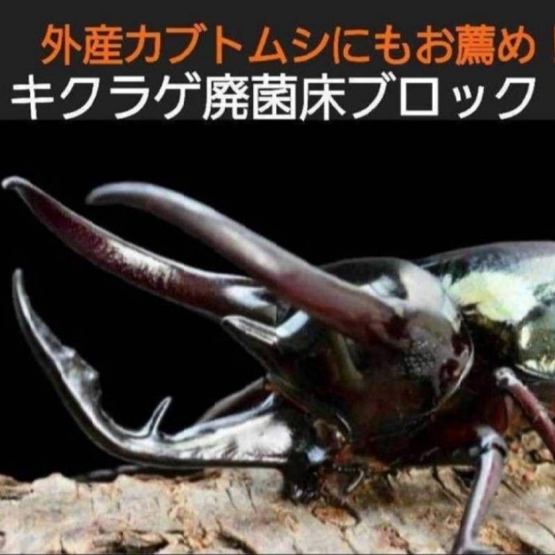 カブトムシ幼虫の栄養強化に!キクラゲ菌床特大ブロック【3個 カブトムシ幼虫の栄養強化に!キクラゲ菌床特大ブロック【3個