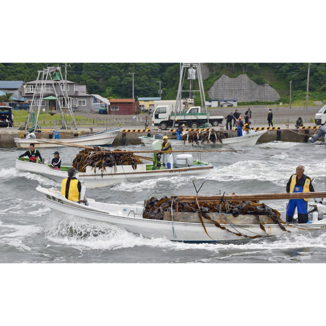 【お試し価格】北海道産天然昆布　おに昆布（100ｇ×1袋）出汁の王様　高級出汁 食品/飲料/酒の加工食品(乾物)の商品写真