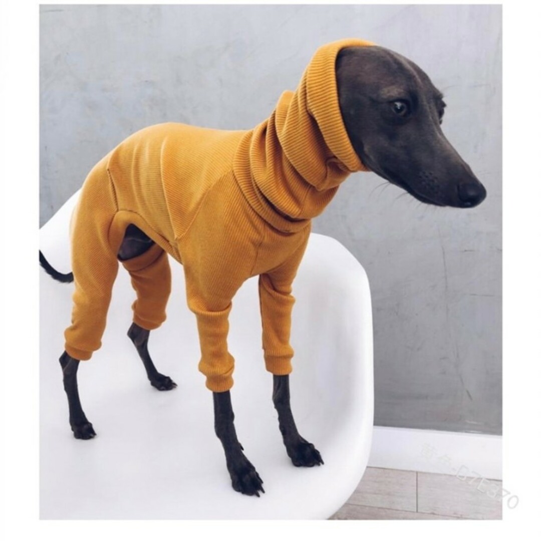 新品 犬服 2色セットイタリアングレートハウンドイタグレ 首元あたたか その他のペット用品(犬)の商品写真