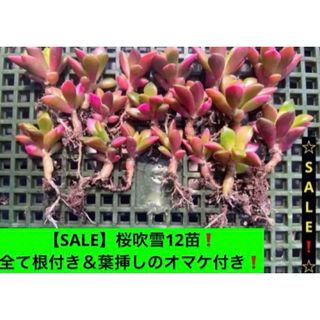 【SALE】 桜吹雪12苗❗️全て根付き＆葉挿しのオマケ付き❗️ (その他)