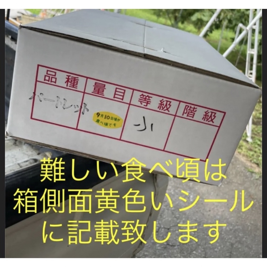 減農薬栽培山形産　シルバーベル訳あり&贈答➕ふじりんご訳あり2キロ 同梱 食品/飲料/酒の食品(フルーツ)の商品写真