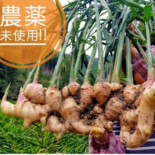 好評頂いてます！ 農薬未使用新生姜4kg(野菜)