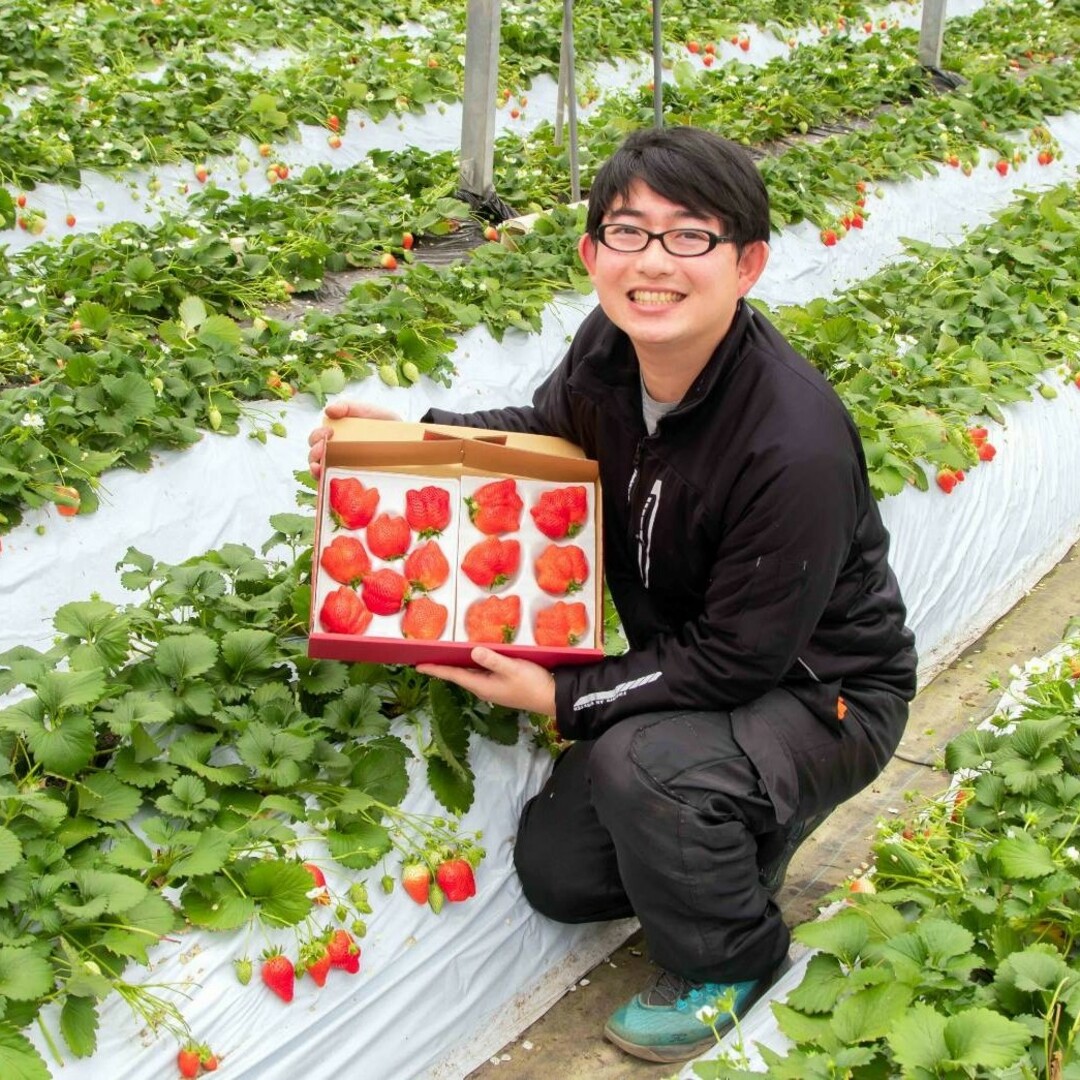 【大容量パック】それぞれ違う味、いちごのテーマパーク2種類食べ比べ 1kg 食品/飲料/酒の食品(フルーツ)の商品写真