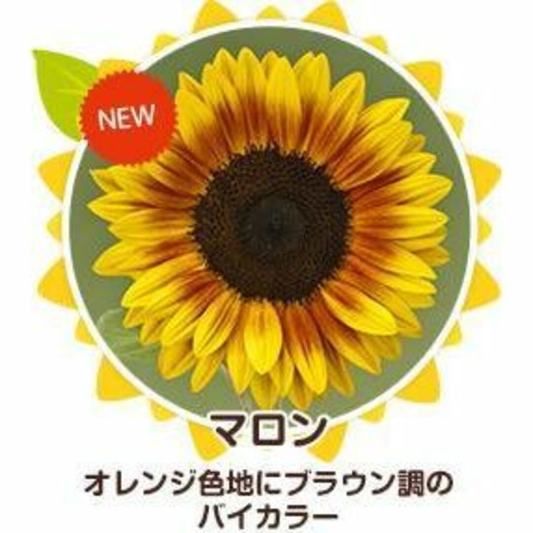 【花の種】３０粒　サンリッチマロン　珍しいオレンジにブラウン調の二色咲きひまわり ハンドメイドのフラワー/ガーデン(プランター)の商品写真