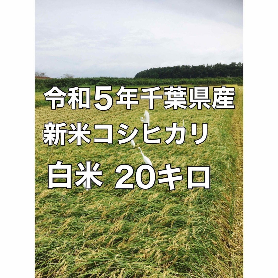 白米新米コシヒカリ白米20キロ