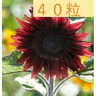 【花の種】４０粒　プロカットレッド　珍しい赤い（茶褐色)ひまわり　花が茶系(プランター)