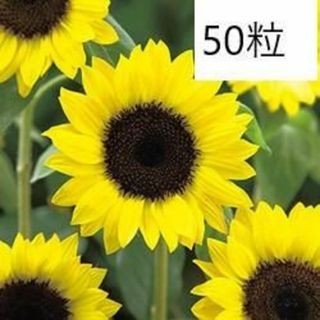 わか0401様向け【花の種】5０粒　サンリッチレモン+４品種(プランター)