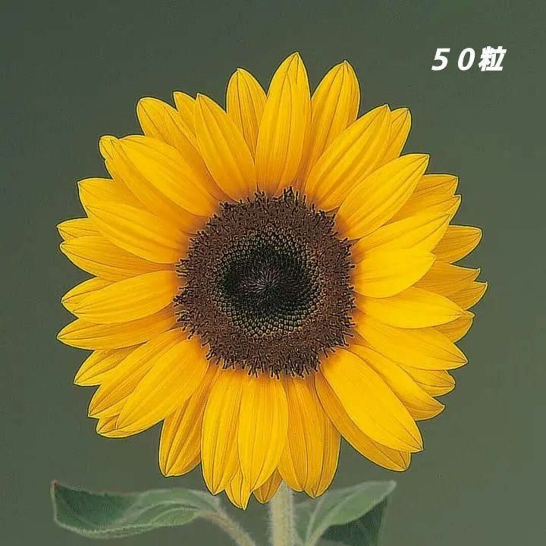 【花の種】50粒 サンリッチオレンジ 定番のオレンジひまわり みかん色ヒマワリ ハンドメイドのフラワー/ガーデン(プランター)の商品写真