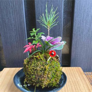 迎春寄植え　苔玉⑤(その他)