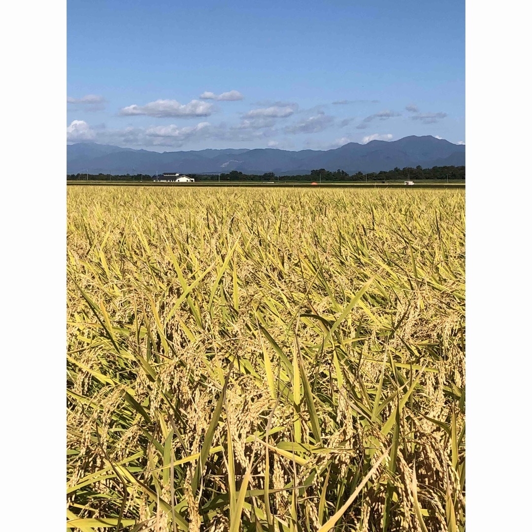 令和5年 秋田県産 新米 あきたこまち 一等米 減農薬栽培米 精米5kg 食品/飲料/酒の食品(米/穀物)の商品写真