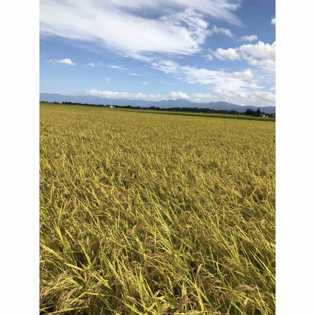 令和5年 秋田県産 新米 あきたこまち 一等米 減農薬栽培米 精米5kg 食品/飲料/酒の食品(米/穀物)の商品写真