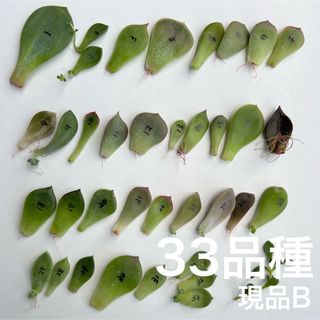 多肉植物 葉挿し 33品種 現品B(その他)