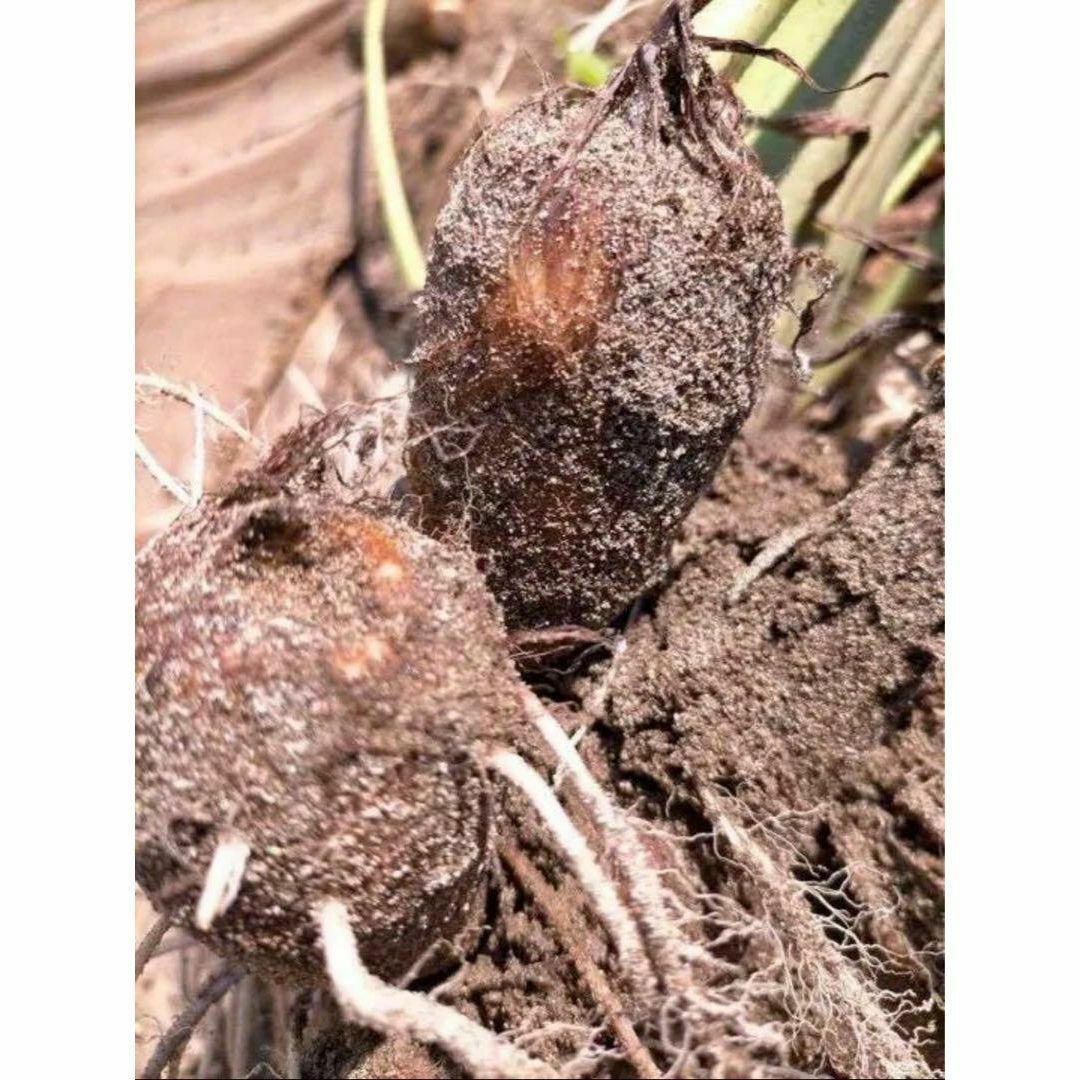 【鳥取県産】黄金里芋 大和芋 宅急便 10kg さといも サトイモ 山芋 食品/飲料/酒の食品(野菜)の商品写真