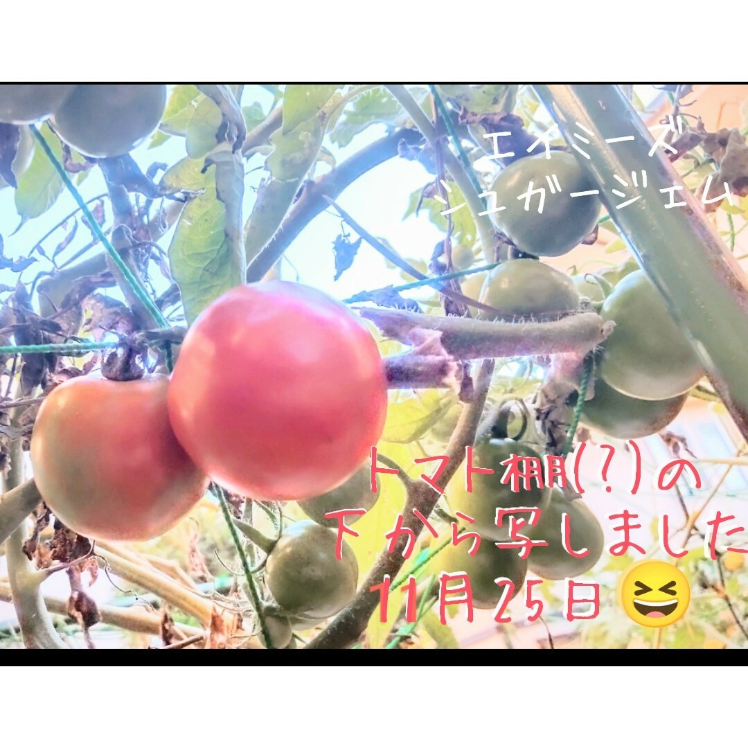 エイミーズシュガージェムトマト🍅種20粒 食品/飲料/酒の食品(野菜)の商品写真