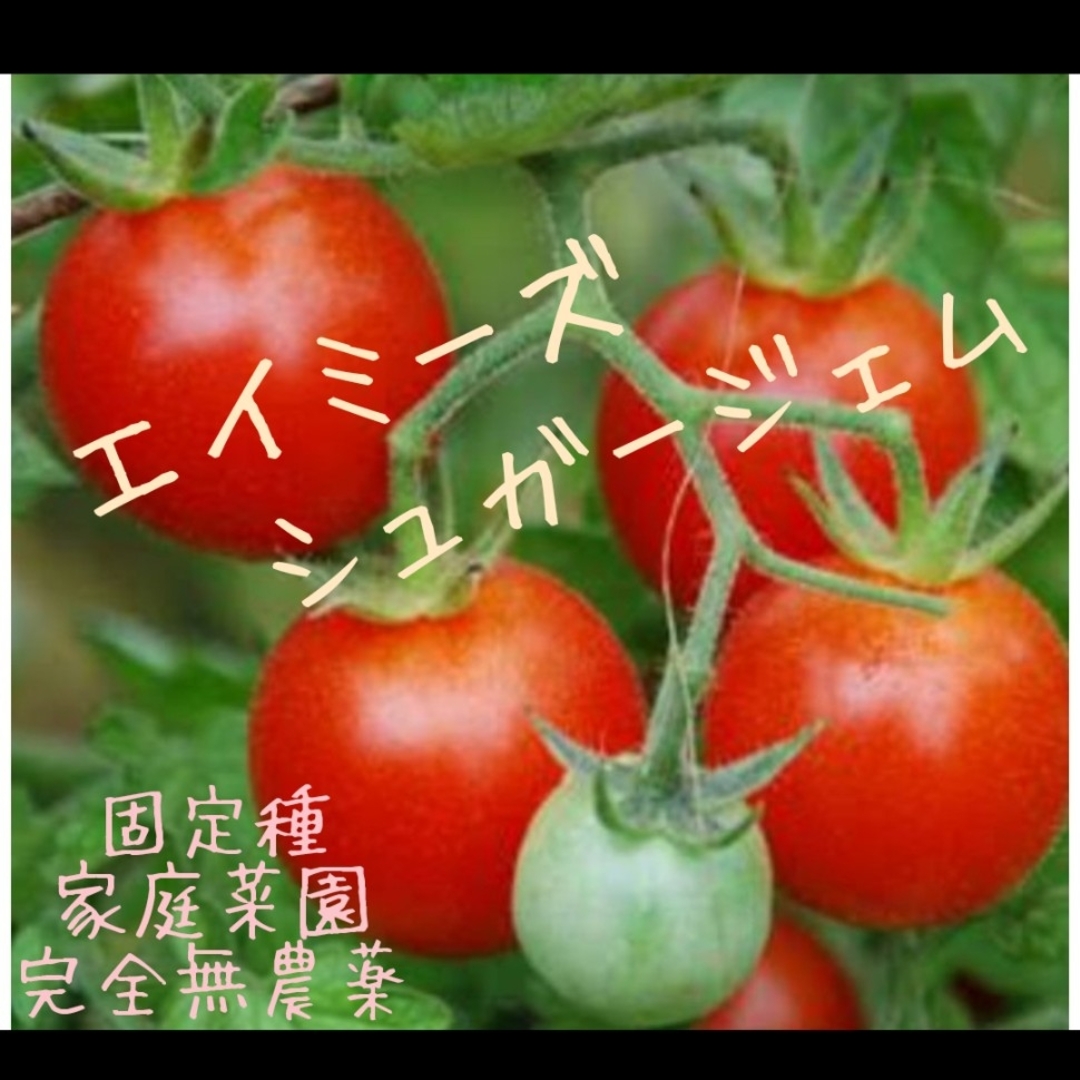 エイミーズシュガージェムトマト🍅種20粒 食品/飲料/酒の食品(野菜)の商品写真