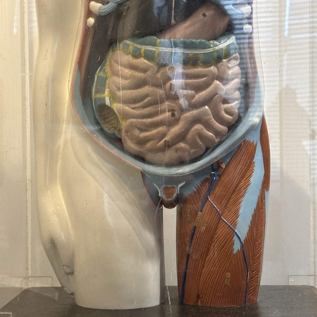京都科学標本 解剖模型 人体模型 人体解剖模型 レトロ アンティーク インテリア/住まい/日用品のインテリア小物(置物)の商品写真