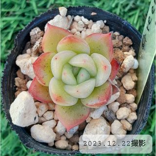 多肉植物　グリーンピット　根付き苗　　2.5cm前後の大きさ　エケベリア(その他)