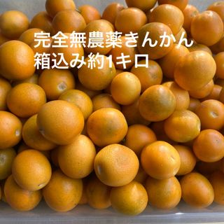 完全無農薬きんかん 箱込み約1キロ(フルーツ)