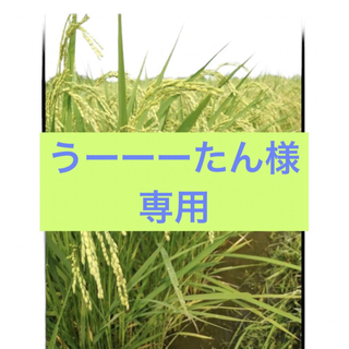 新米 お米 令和５年  三重県産 コシヒカリ 白米５kg【一等米】(米/穀物)