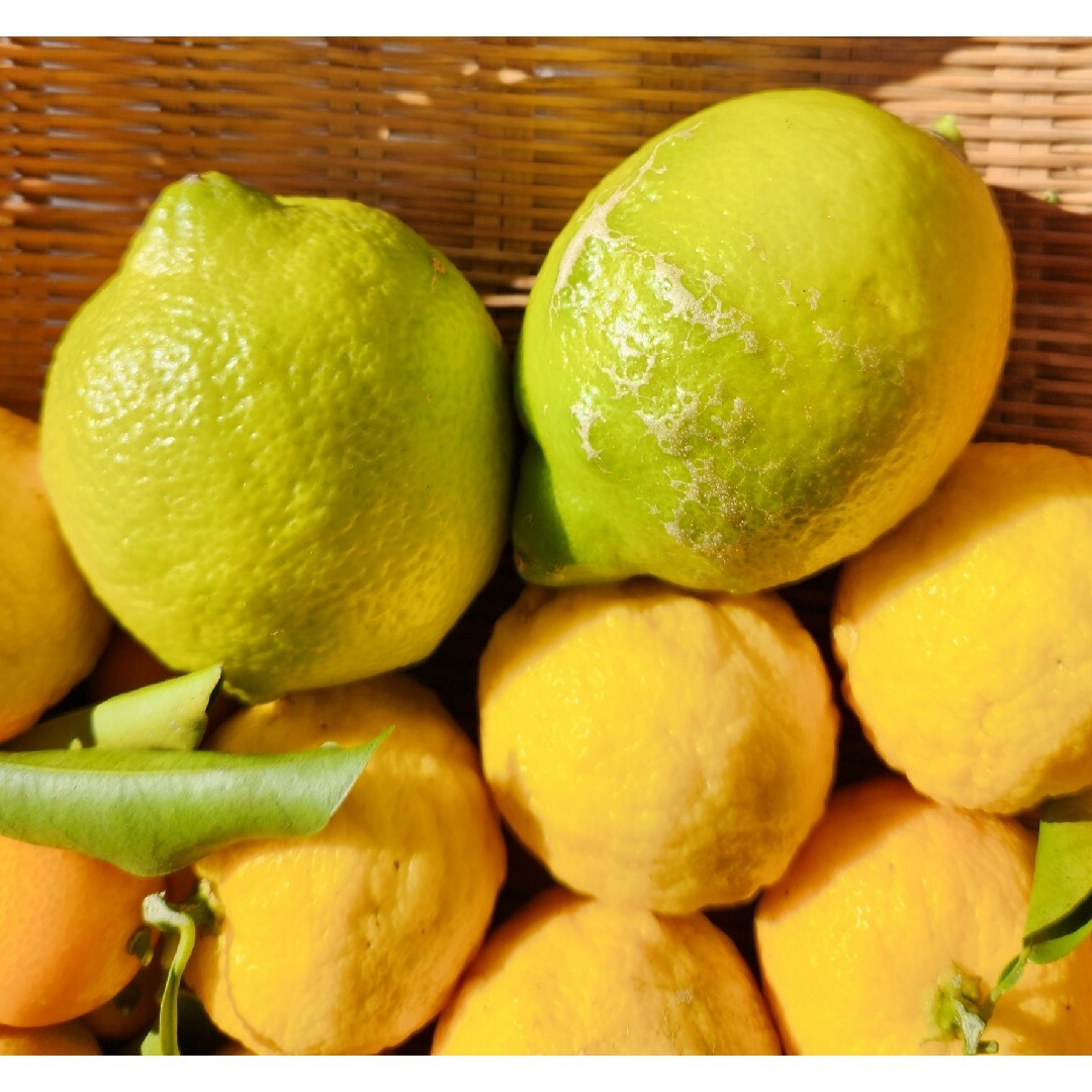 静岡県産　農薬不使用　自然栽培　レモン&柚子&金柑　とれたて柑橘箱いっぱい 食品/飲料/酒の食品(フルーツ)の商品写真