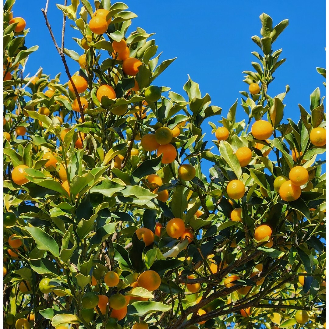 静岡県産　農薬不使用　自然栽培　レモン&柚子&金柑　とれたて柑橘箱いっぱい 食品/飲料/酒の食品(フルーツ)の商品写真