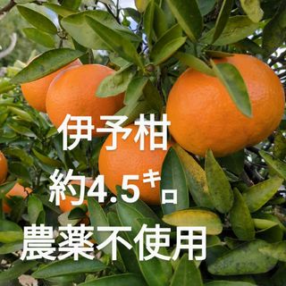 伊予柑 みかん 約4.5㌔ (箱込み) 農薬不使用(フルーツ)