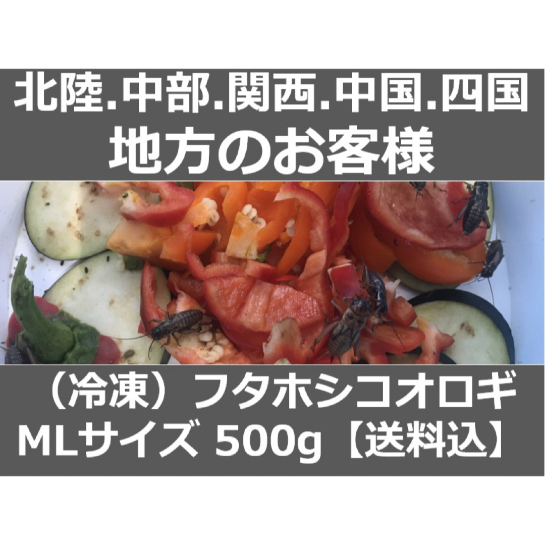 北陸中部関西中国四国地方の方MLサイズ 500g冷凍コオロギ（フタホシコオロギ） その他のペット用品(爬虫類/両生類用品)の商品写真