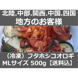 北陸中部関西中国四国地方の方MLサイズ 500g冷凍コオロギ（フタホシコオロギ）(爬虫類/両生類用品)