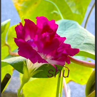 レアです　種12粒　チャイニーズレッドホット　美しいフリル変化咲き　朝顔(プランター)