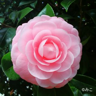 根付き苗［TB52］美しく可憐な花が咲く乙女椿(プランター)