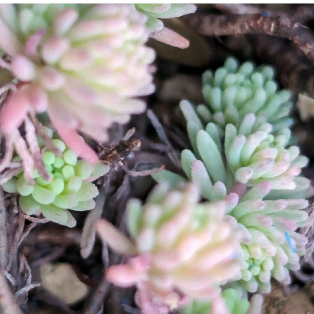 💜💙パリダム💙💜多肉植物♪カット苗♪ ハンドメイドのフラワー/ガーデン(その他)の商品写真