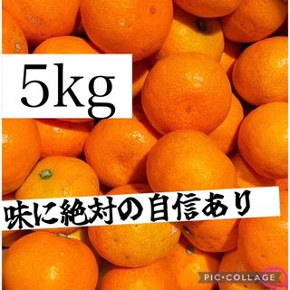 和歌山　有田みかん　5kg 家庭用3S〜3L程度(フルーツ)