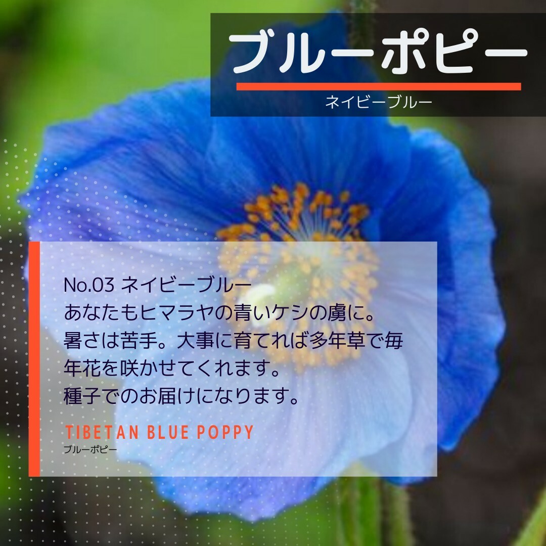 ゆうパケット　ブルーポピー☆ネイビーブルー☆種子20粒 ハンドメイドのフラワー/ガーデン(その他)の商品写真