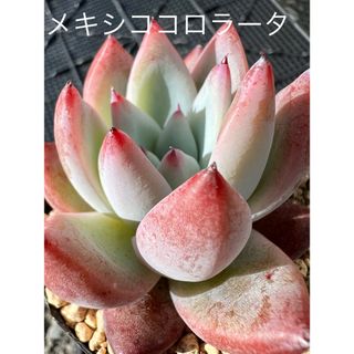 多肉植物　韓国苗　メキシココロラータ(その他)