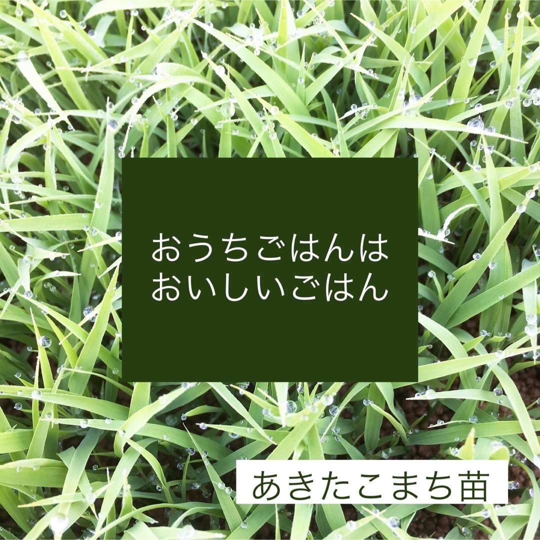 新米R5産◎低農薬 【たつこもち】もち米白米5kg 食品/飲料/酒の食品(米/穀物)の商品写真