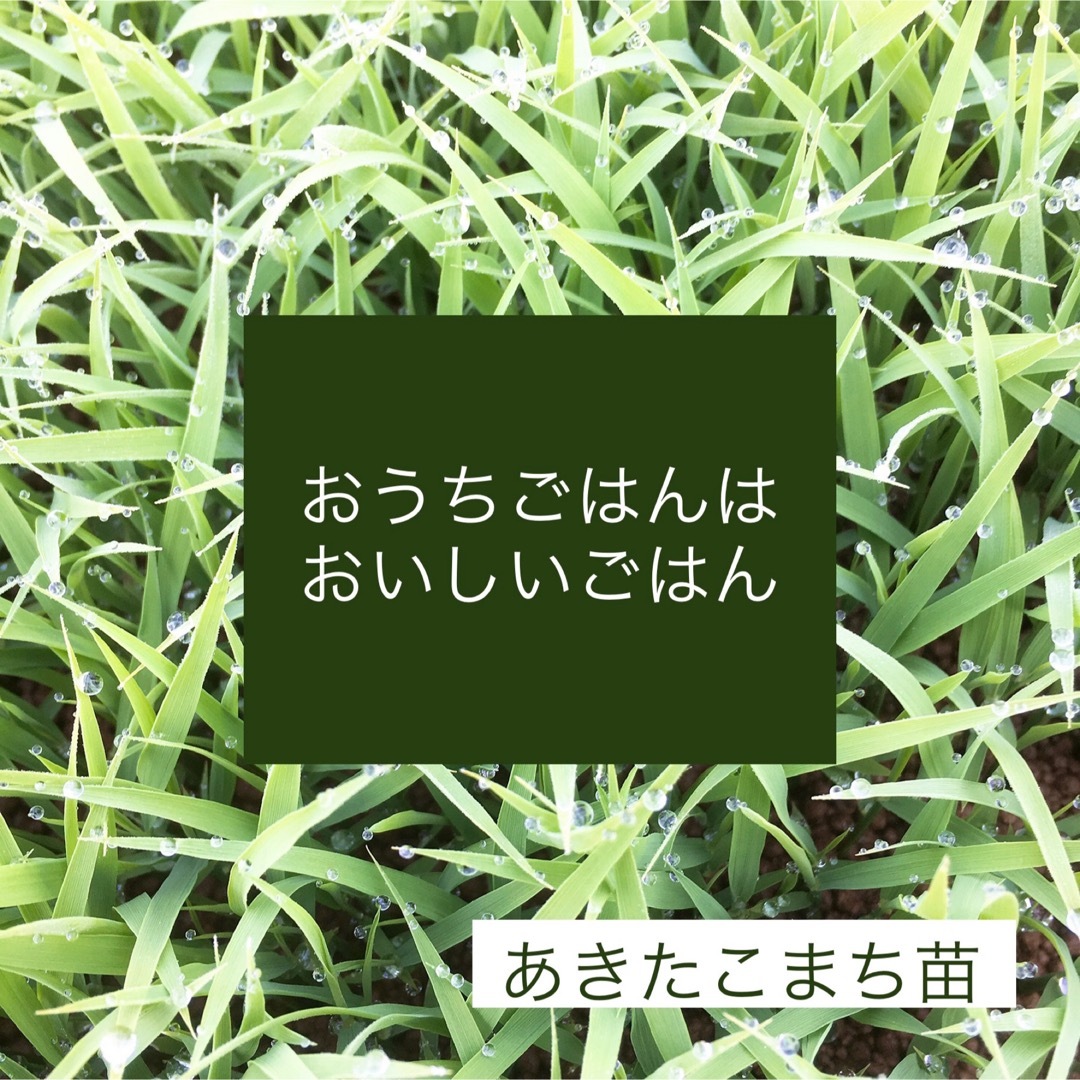 新米R5年産◎低農薬【特別栽培米】あきたこまち白米10kg(5kg×2) 食品/飲料/酒の食品(米/穀物)の商品写真