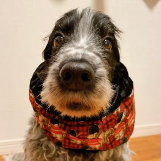 スヌード　犬　中型犬用　リス柄(犬)