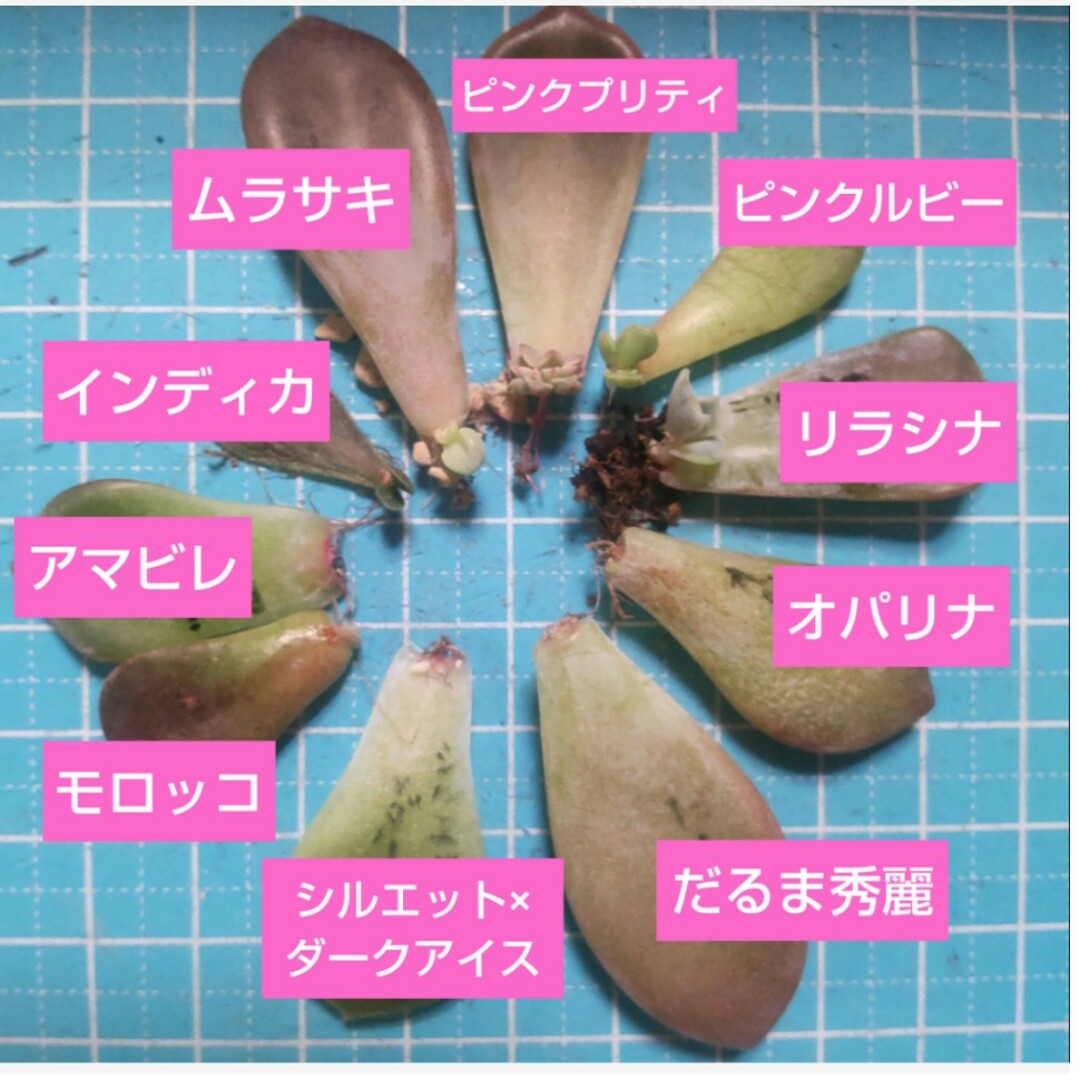 【多肉植物】リラシナ、オパリナなど　葉挿し10種類セット ハンドメイドのフラワー/ガーデン(その他)の商品写真